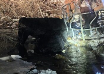 Animals Rescued From Creek On Viking Road Property