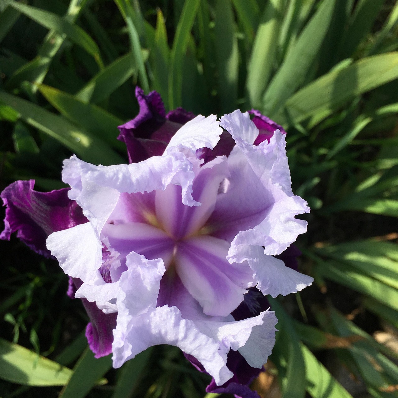 Greeneville Iris Show
