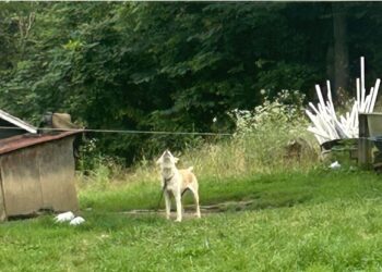 Rescue in Baileyton: 15 Dogs Found Abandoned in Vacant Home