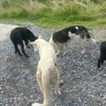 Animal Control Committee Meeting