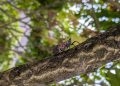 Spotted Lanternfly Discovered In Knox County