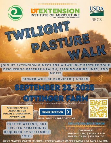 Twilight Pasture Walk