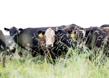 October Northeast Tennessee Beef Expo