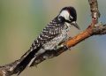 TN Announces Reintroduction of Red-Cockaded Woodpecker
