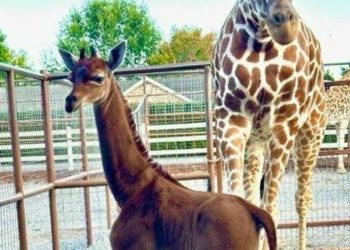 Rare Spotless Giraffe Kipekee Passes Away At Age Two