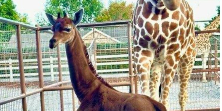 Rare Spotless Giraffe Kipekee Passes Away At Age Two