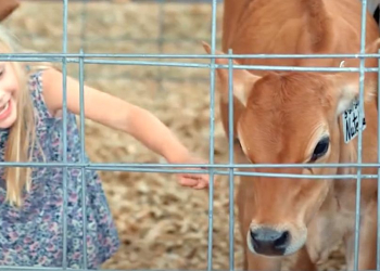 The annual Greene County Fair saw an attendance of over 30,000 in the past week, marking another successful edition of the event.