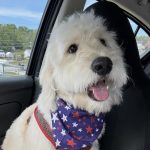 Humane Society Adoptions
