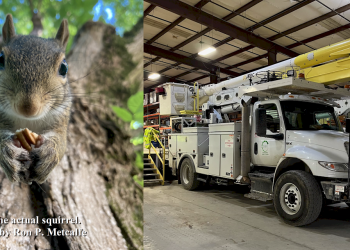 Not the actual squirrel responsible for the outage.  Photo by Ron P. Metcalfe.